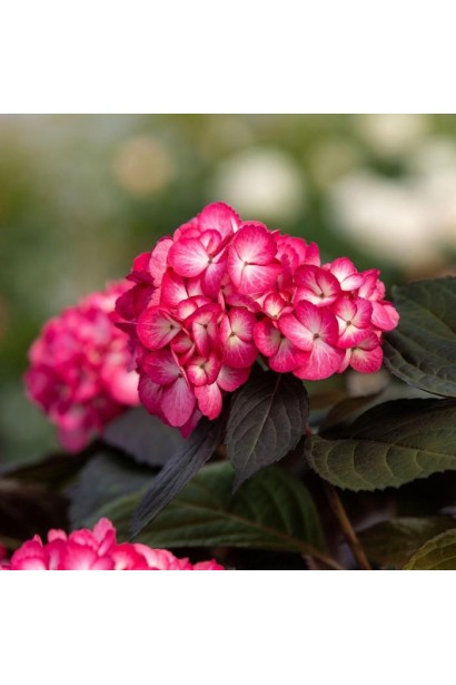 Гортензия Эклипс описание